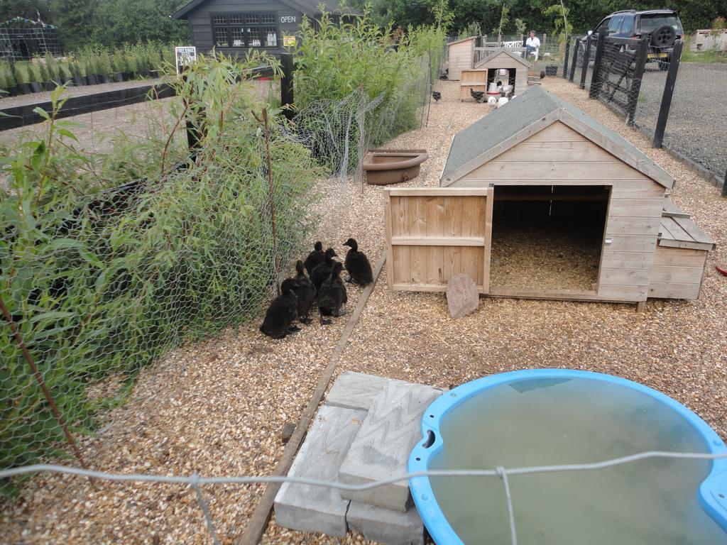 Willow Court Farm Studio East & Petting Farm, 8 Mins To Legoland & Windsor, 15 Mins To Lapland Uk Exterior foto