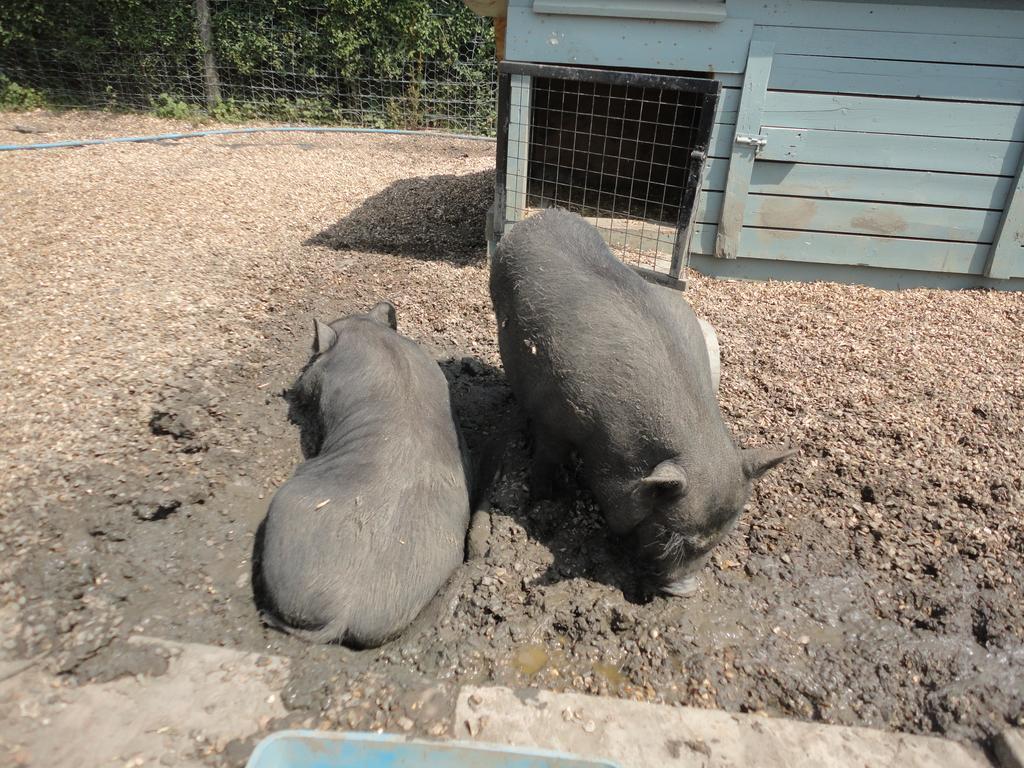 Willow Court Farm Studio East & Petting Farm, 8 Mins To Legoland & Windsor, 15 Mins To Lapland Uk Exterior foto