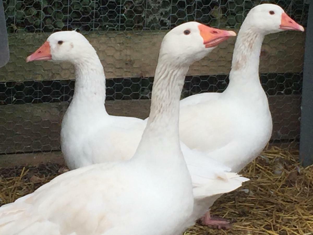 Willow Court Farm Studio East & Petting Farm, 8 Mins To Legoland & Windsor, 15 Mins To Lapland Uk Exterior foto