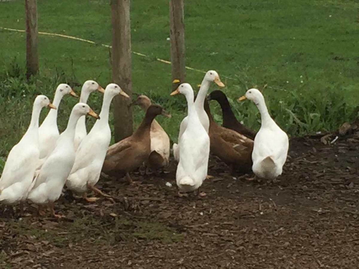 Willow Court Farm Studio East & Petting Farm, 8 Mins To Legoland & Windsor, 15 Mins To Lapland Uk Exterior foto