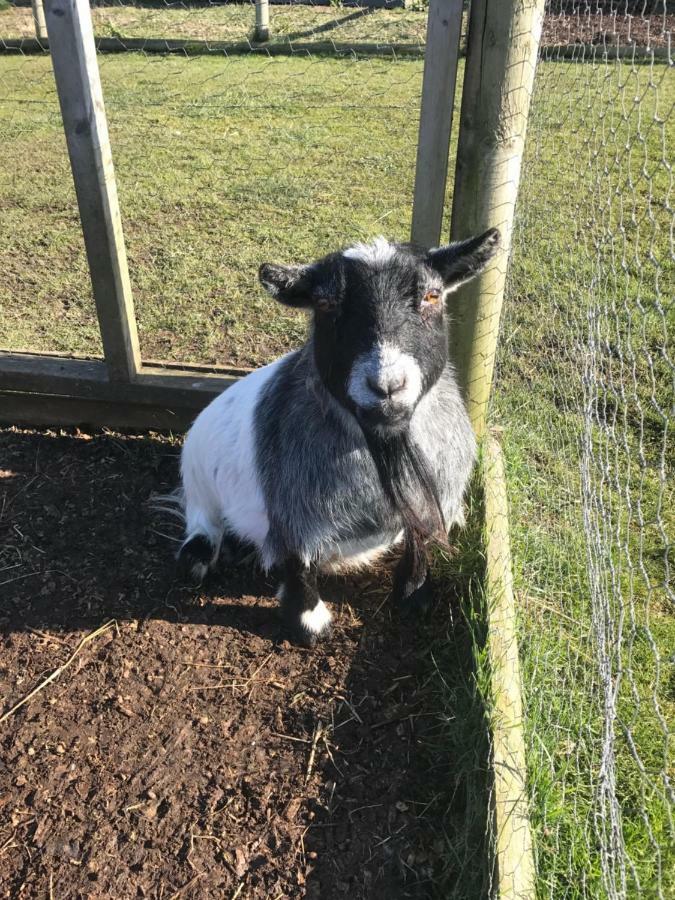 Willow Court Farm Studio East & Petting Farm, 8 Mins To Legoland & Windsor, 15 Mins To Lapland Uk Exterior foto